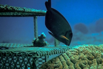 Factorized power accelerates coral reef restoration