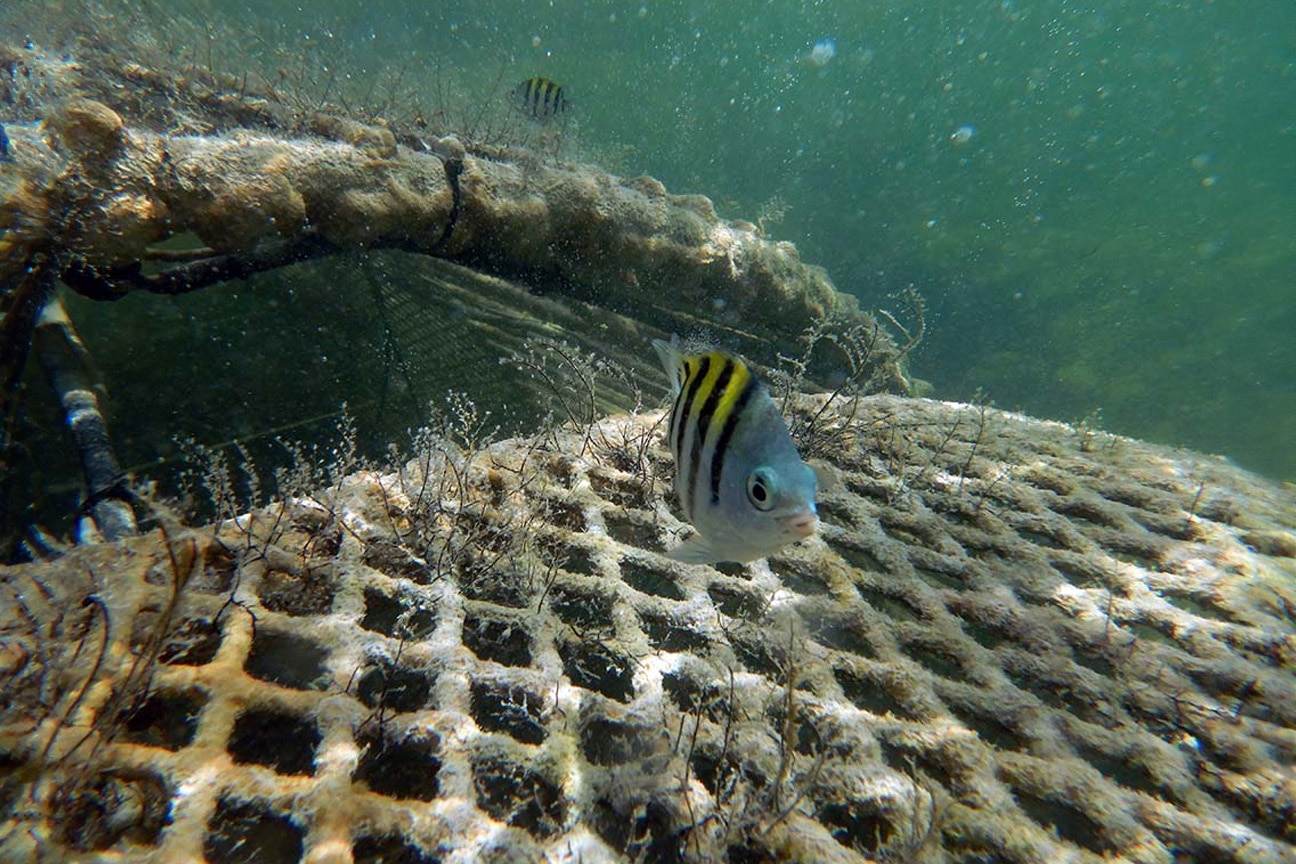 Accelerating Coral Reef Growth Using Renewable Energy and Factorized ...